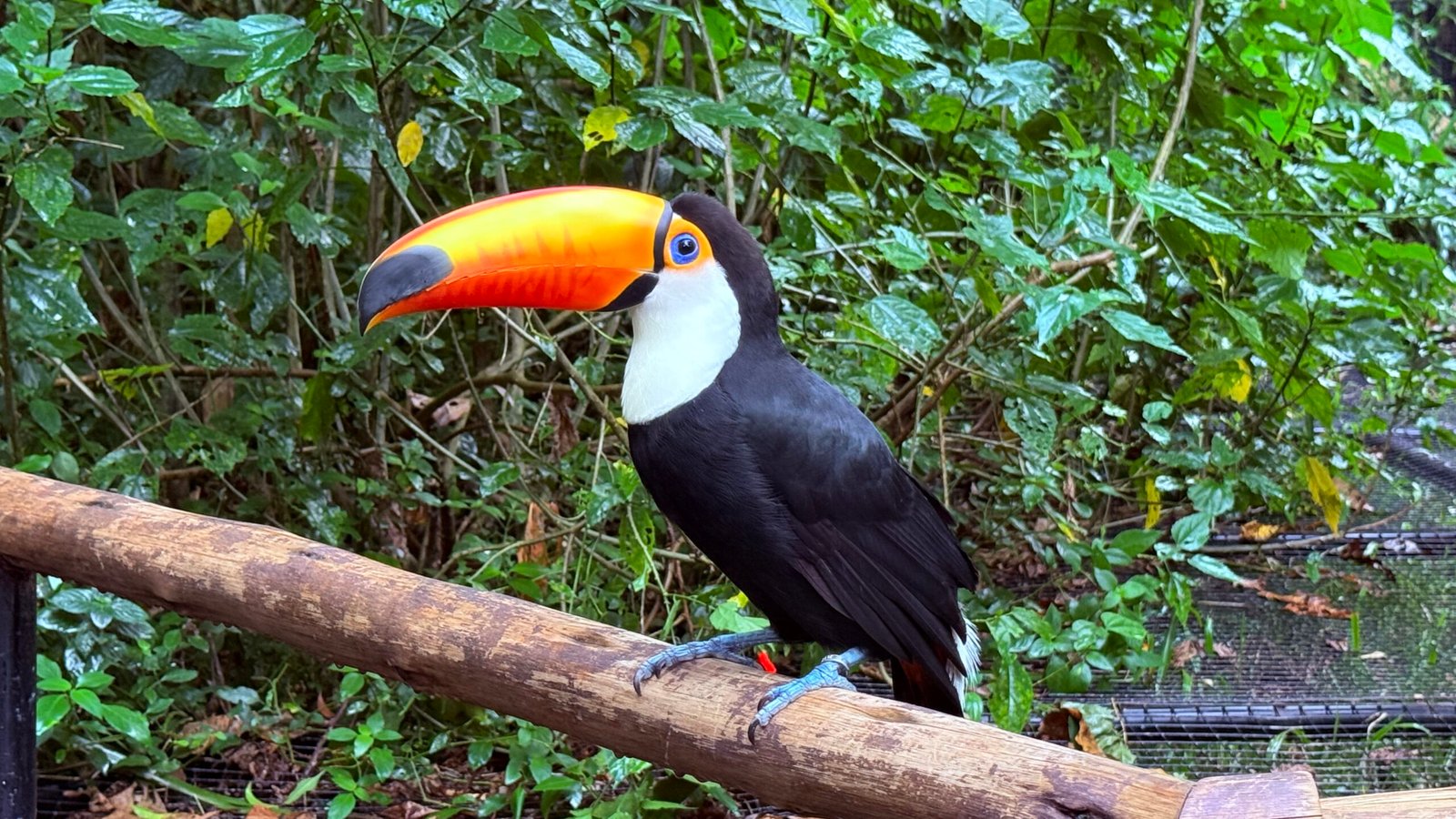 tucan